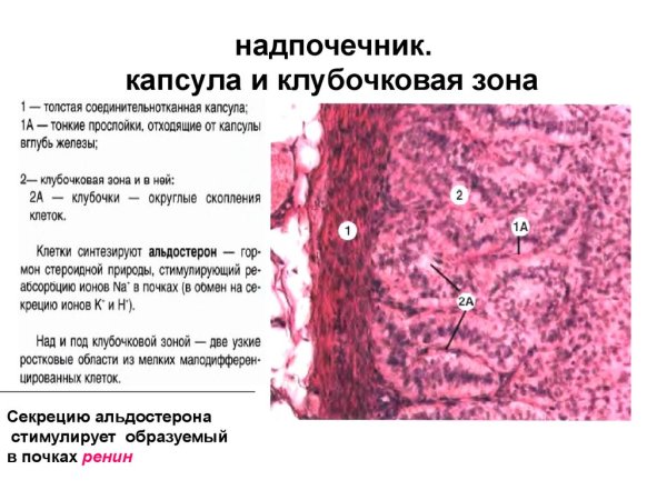 Гистологический препарат надпочечник
