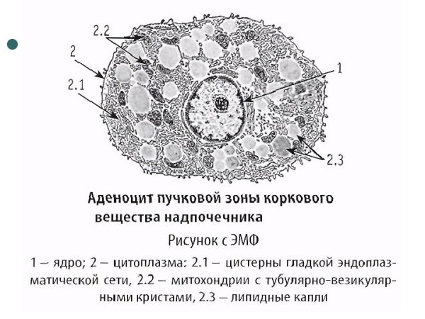 Надпочечник гистология препарат хромаффинные клетки