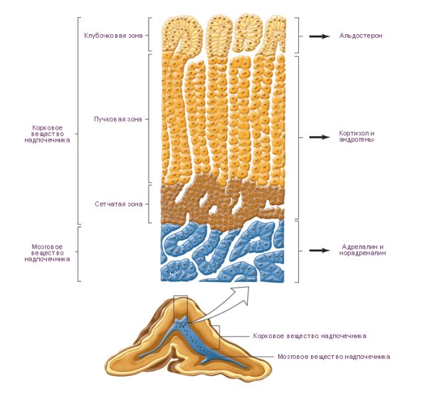 Строение коры надпочечников гистология