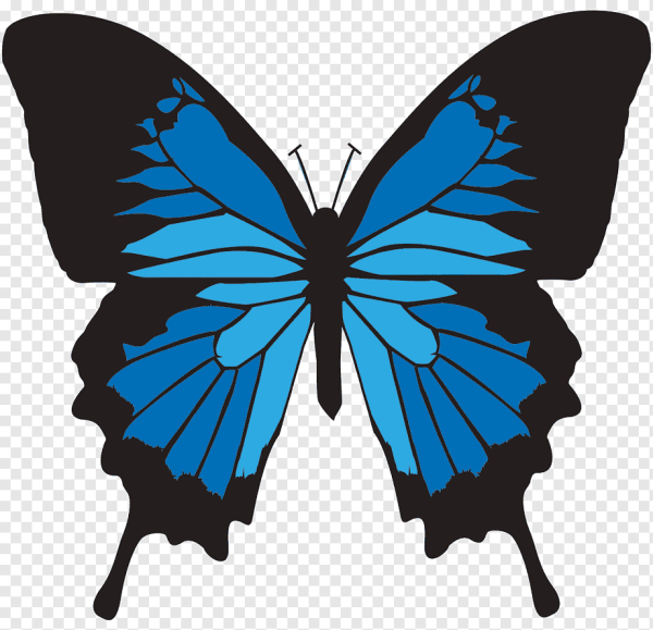 Бабочка Махаон вектор