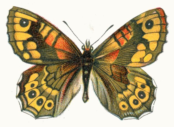 Осевая симметрия бабочка