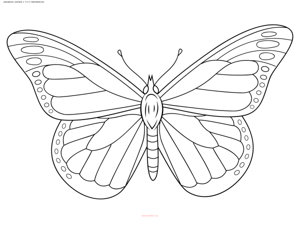 Рисунок бабочки для раскрашивания