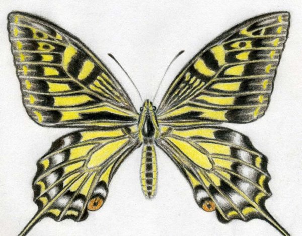 Бабочка симметрия