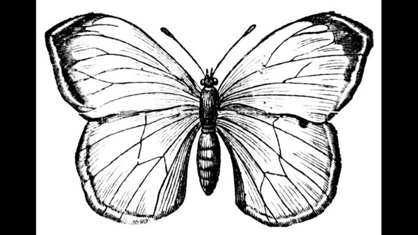 Симметричная бабочка