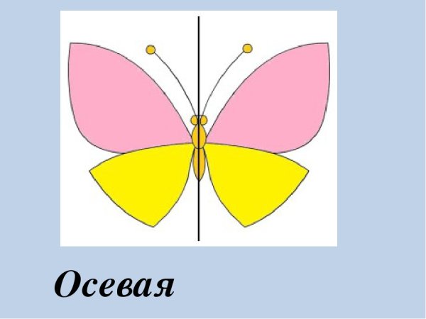 Бабочка симметрия