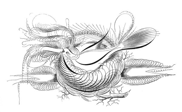 Рисование острым пером