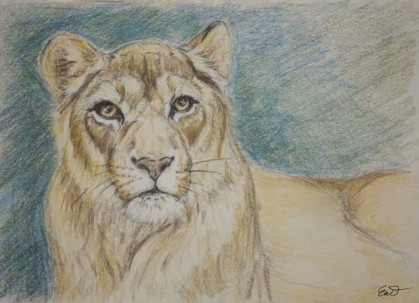 Львица рисунок карандашом