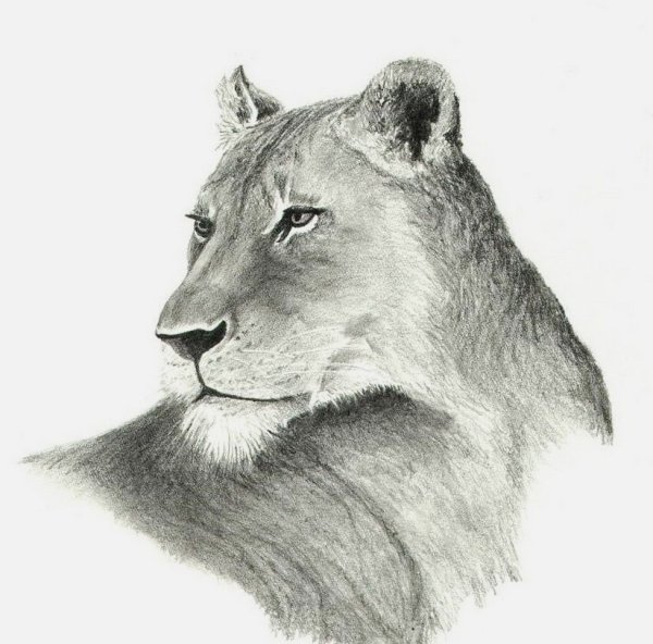 Львица карандашом