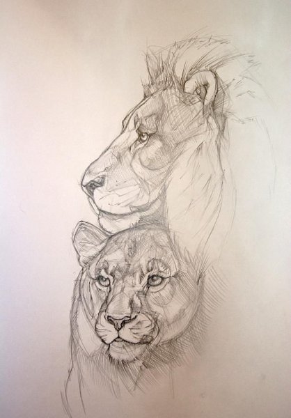 Львица рисунок карандашом