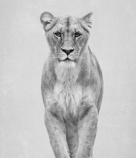 Король Лев аниме львицы