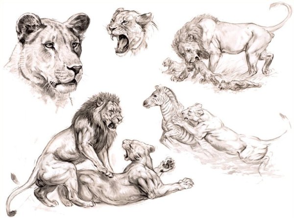 Эскизы тату карандашом львица
