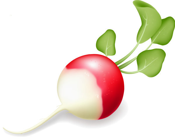 Дошкольникам о редисе