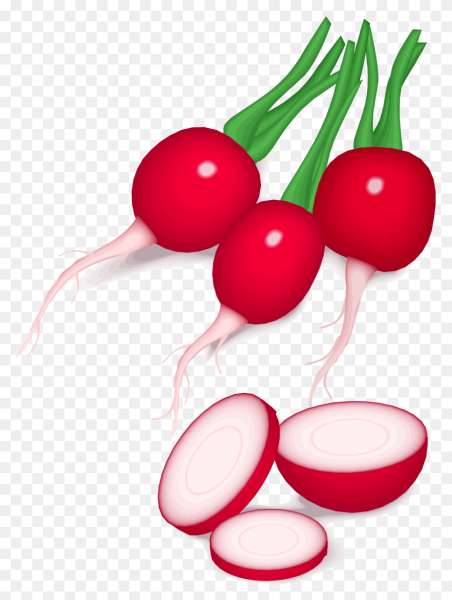 Свекла редька редиска