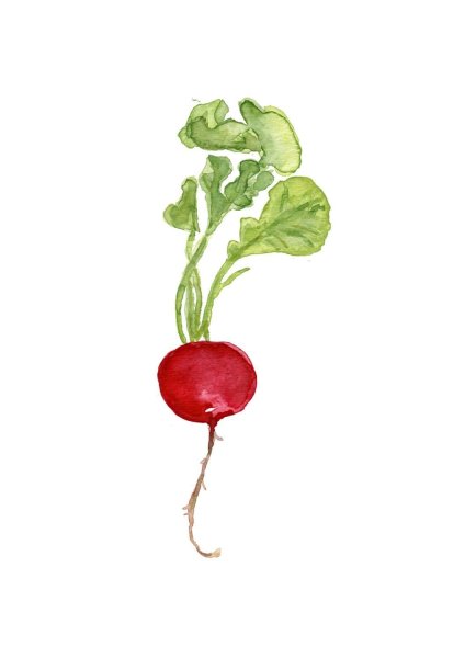 Редиска шаблон