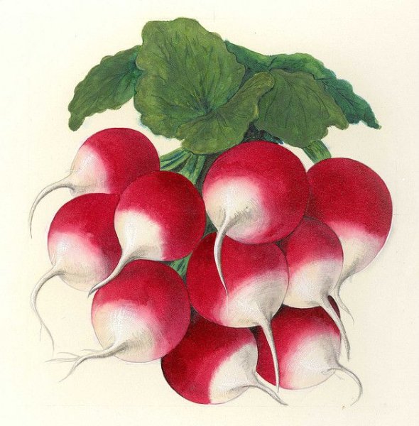 Редиска для детей