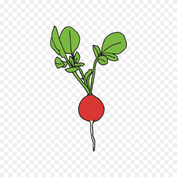 Редис акварелью