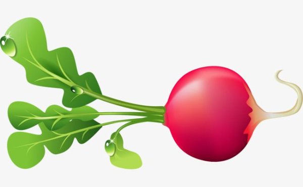 Редиска для детского сада