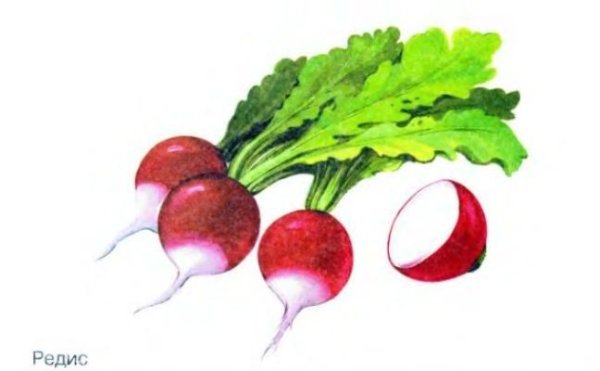 Редиска для детей