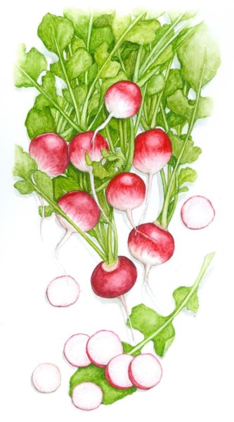 Редис акварелью