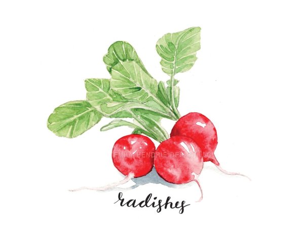 Дошкольникам о редисе