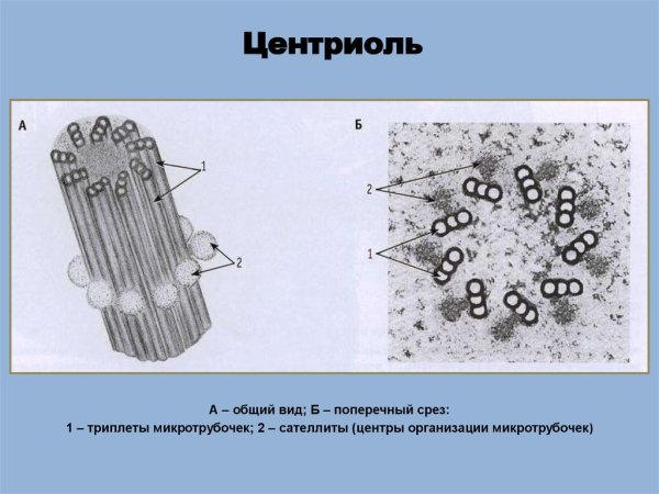 Центриоли схематичный рисунок гистология