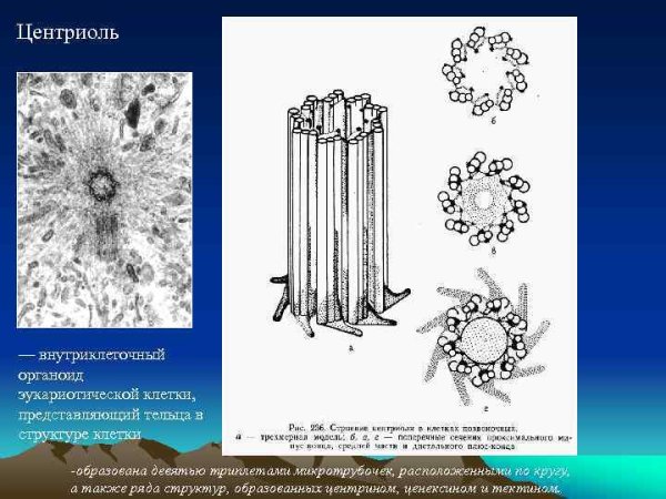 Центриоли строение