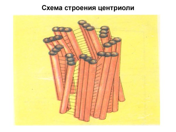 Ультраструктура центриолей