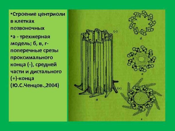 Центриоли и микротрубочки