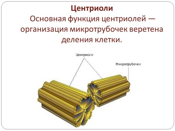 Клеточный центр центросома