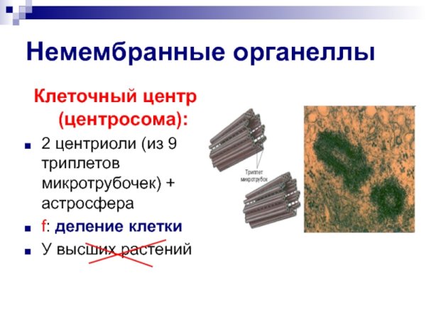 Центриоли в клетке