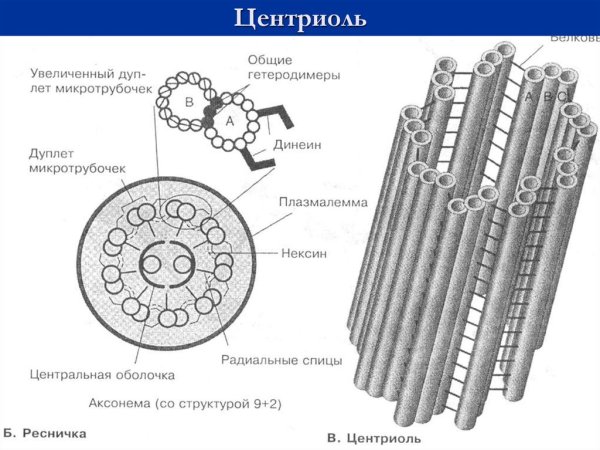 Центриоль и микротрубочки клеточного центра функции
