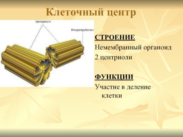 Клеточный центр строение и функции