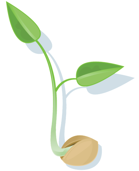 Росток на прозрачном фоне