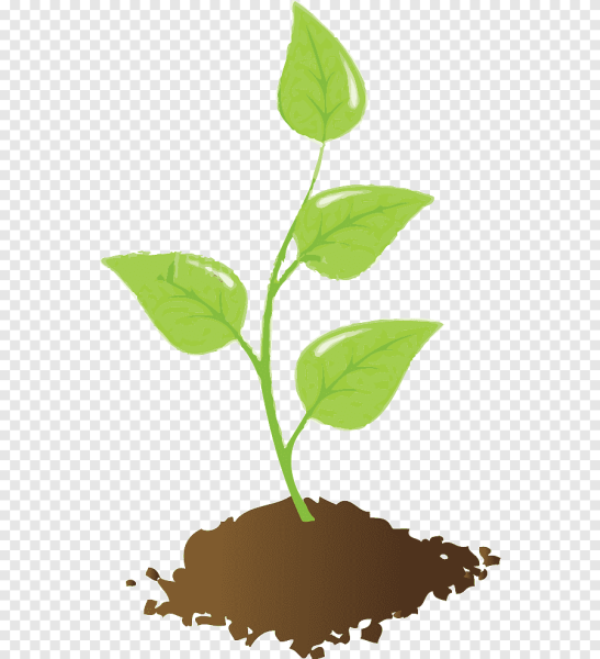 Росточек дерева