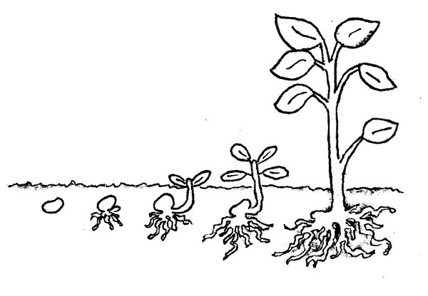 Раскраска Росток растения