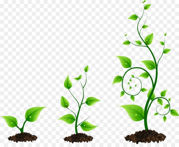 Растение растет