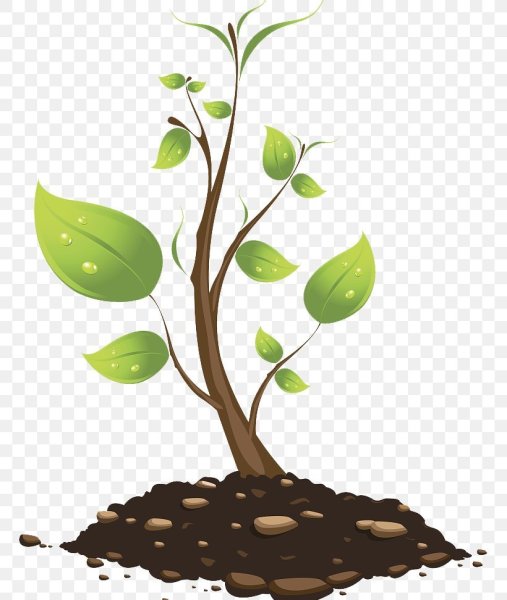 Деревце саженец