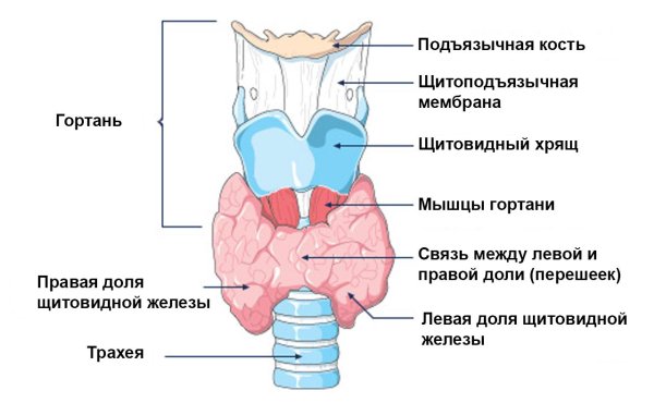 Строение щитовидной железы рисунок