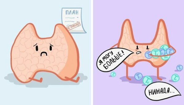 Забавные щитовидной железы