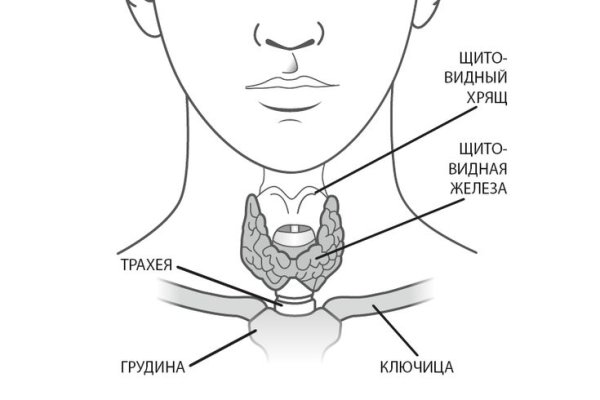 Щитовидная железа расположение схема