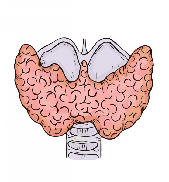 Щитовидка рисунок