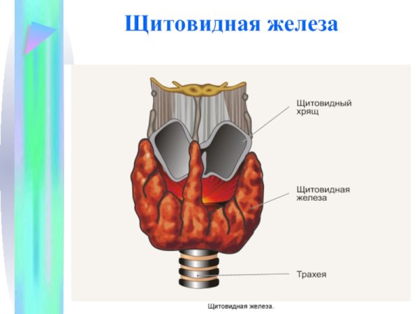 Строение доли щитовидной железы
