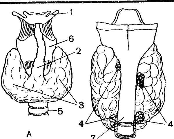 Пирамидальный отросток щитовидной железы