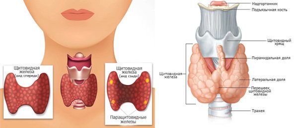 Щитовидная железа и паращитовидная железа