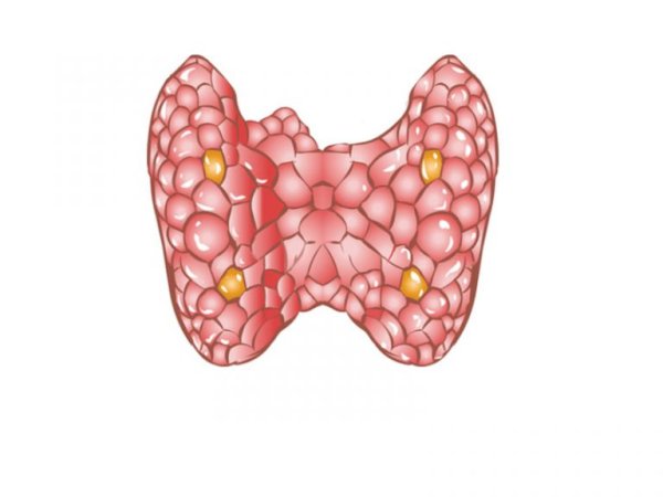 Щитовидная и паращитовидная железы рисунок