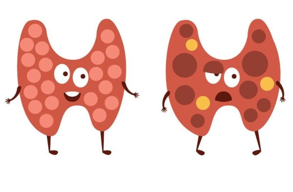 Щитовидка рисунок