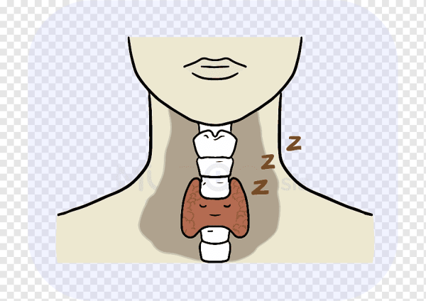 Щитовидная железа анимация