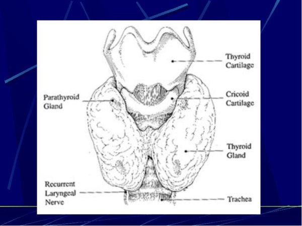 Щитовидная железа рисунок анатомия