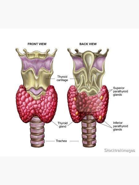 Щитовидная железа анатомия и физиология