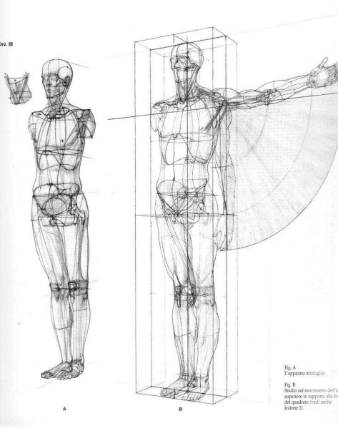 Анатомия для художников пропорции тела